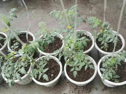 有機菌肥產品效果